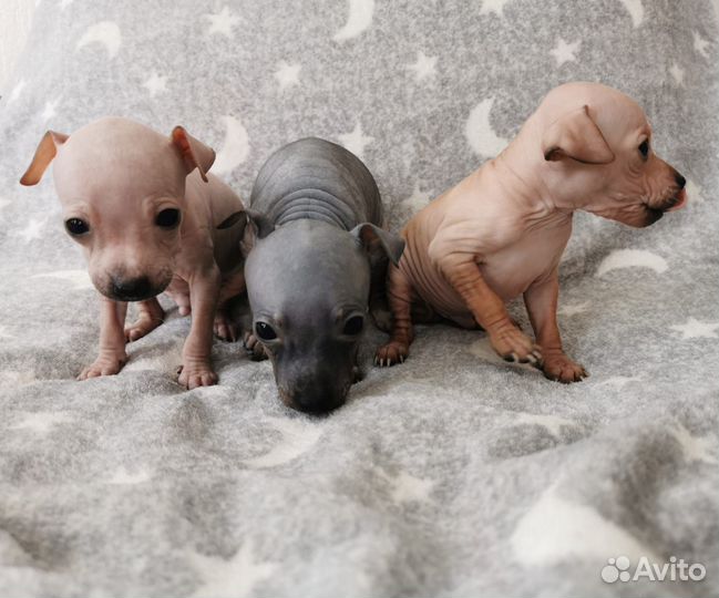 Щенки Американского Голого Терьера агт