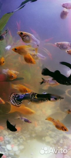 Аквариумные рыбки (моллинезии)