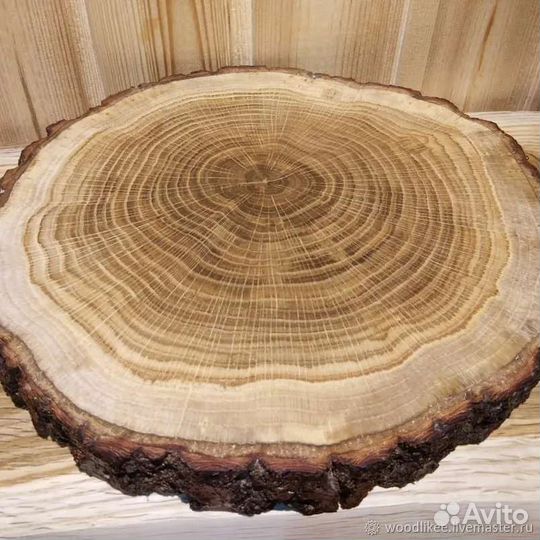 Торцевые спилы деревьев
