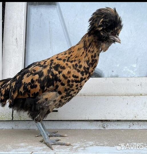 Инкубационое яйцо