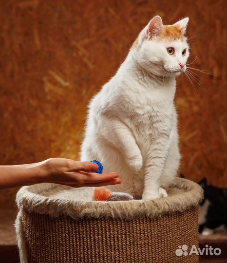 Кот Гена в добрые руки