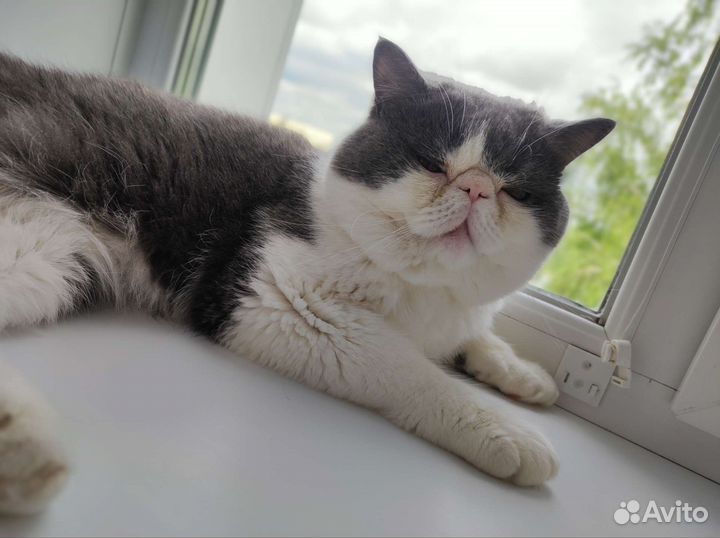 Экзотическая