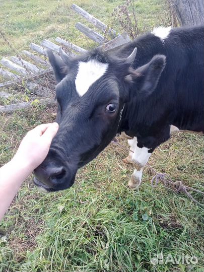 Корова голштинской породы
