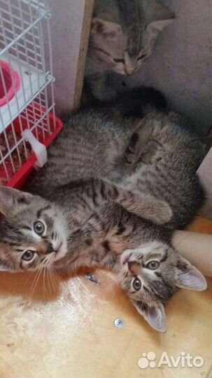 Котята британцы полукровки