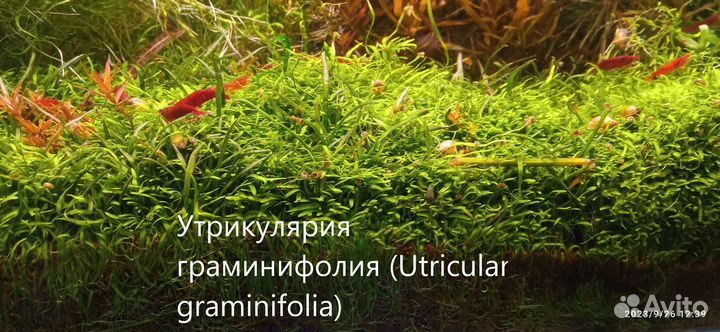 Аквариумные растения