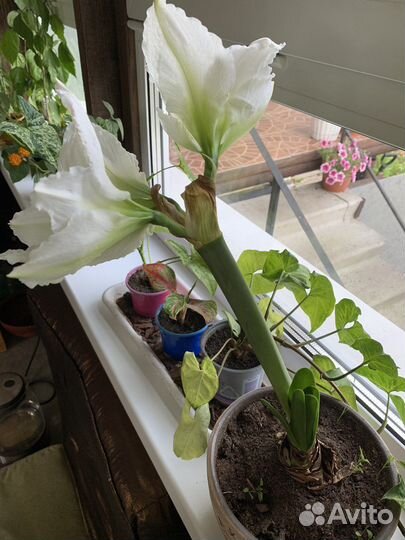 Гиппиаструм королевский