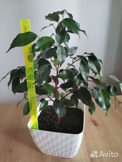 Фикус Бенджамина