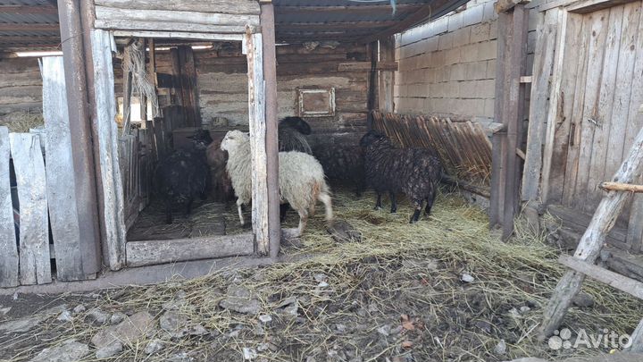 Овцы бараны ягнята