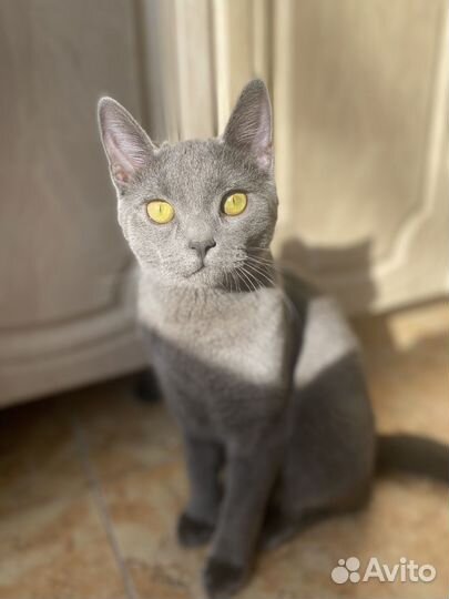 Серый кот