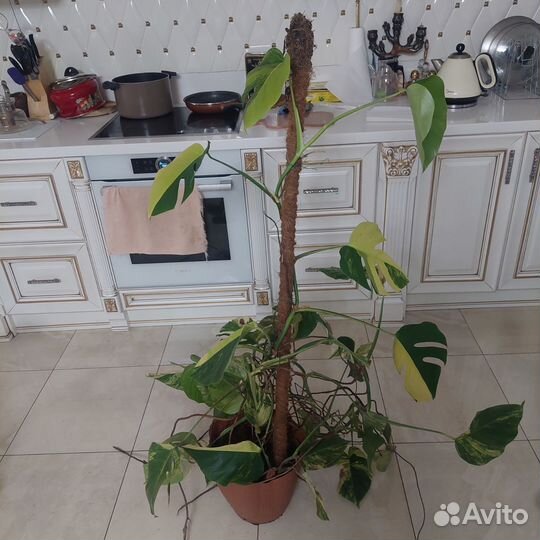 Монстера елоу спдеш