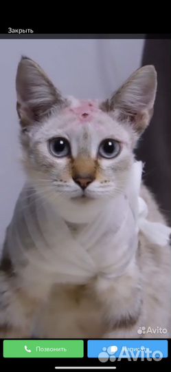 Кошка в добрые руки