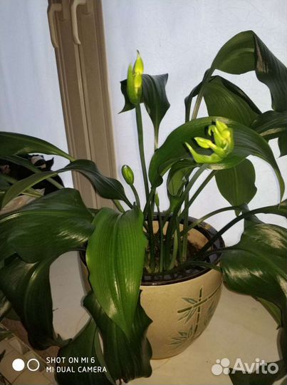 Эухарис - амазонская лилия