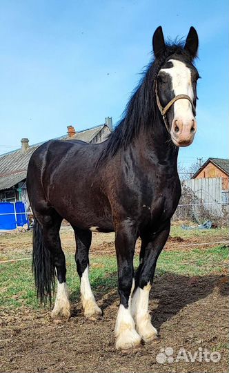 Случка, продажа лошадей