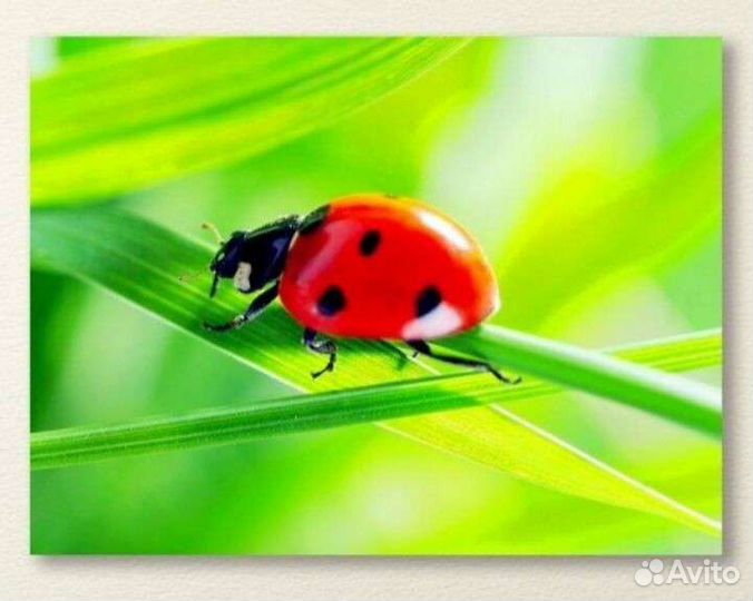 Алмазная мозаика на подрамнике 30*40 Божья коровка