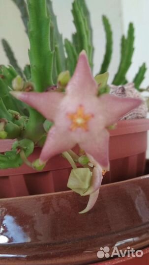 Стапелия, крассула суккуленты