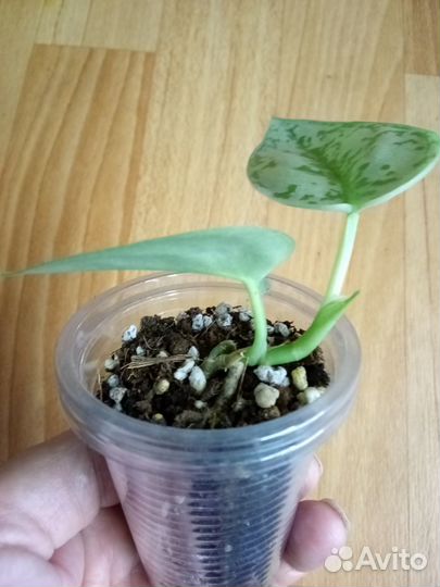 Сциндапсус Сильвер Леди