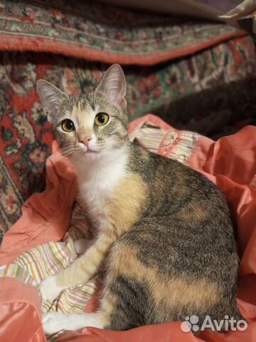 Кошечка, подросток, ответственному человеку