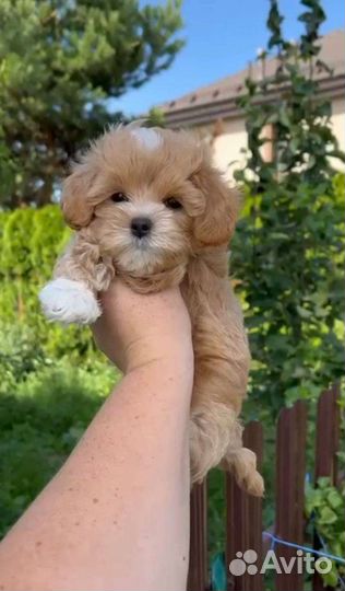 Щенок мальтипу