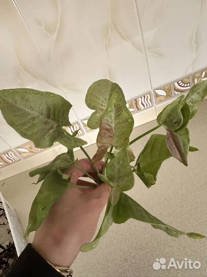 Сингониум милк конфетти и триколор