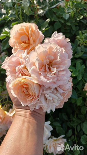 Роза полиантовая. (почвопокровная)