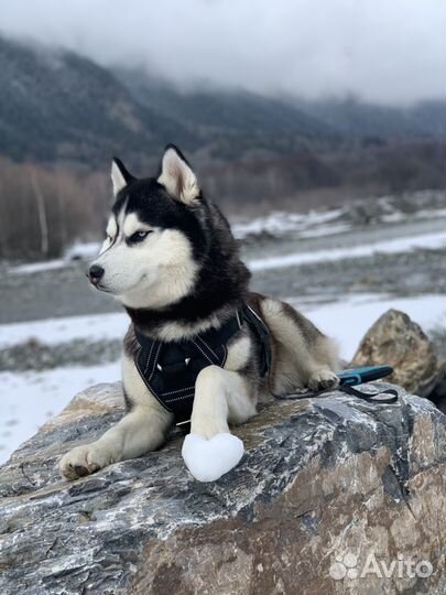 Вязка кобеля хаски