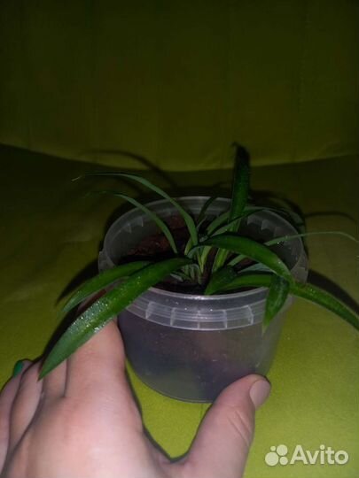 Хлорофитум комнатное растение