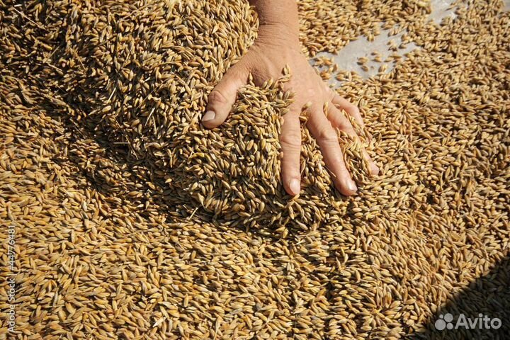 Комбикорм для кур несушек и другой птицы