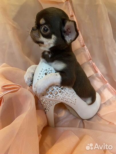 Неземной красоты мини куколки чихуахуа