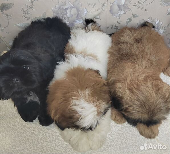 Ши-тцу щенки РКФ