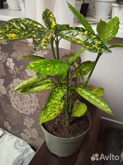 Аукуба японская