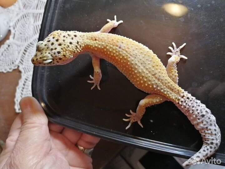 Ящерица эублефар добрая улыбашка