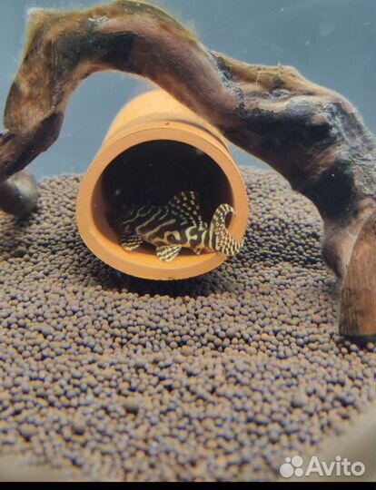 Номерные сомы (L-сомы), разные анциструсы