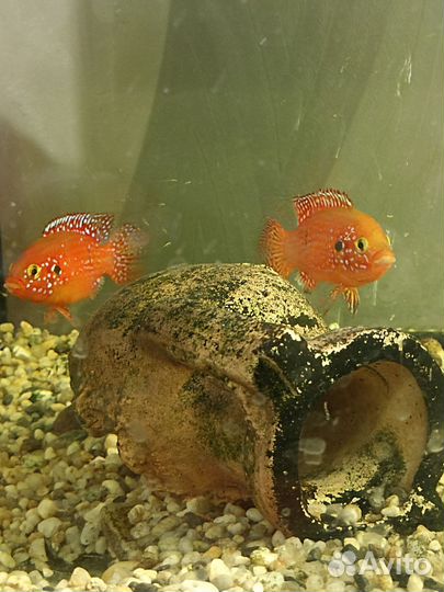 Аквариумные рыбки цихлиды