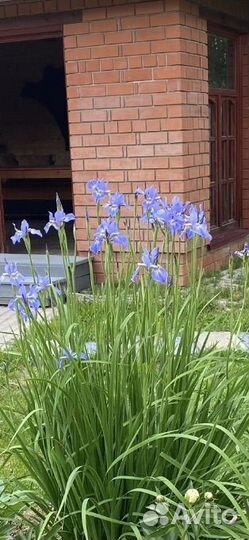 Ирисы Кито-но-Сейза, лилейники