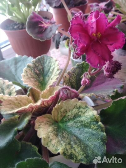 Сортовые фиалки