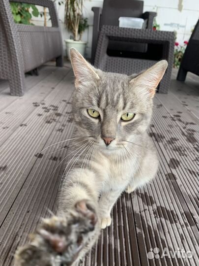 Котик в добрые руки