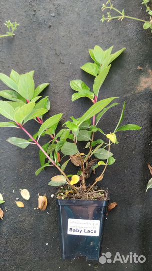 Гортензия метельчатая укоренённые черенки и Р9