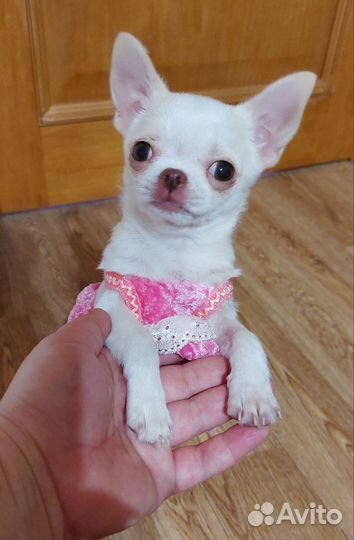 Мини Чихуахуа щенок