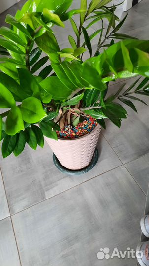 Комнатные цветы замиокулькас