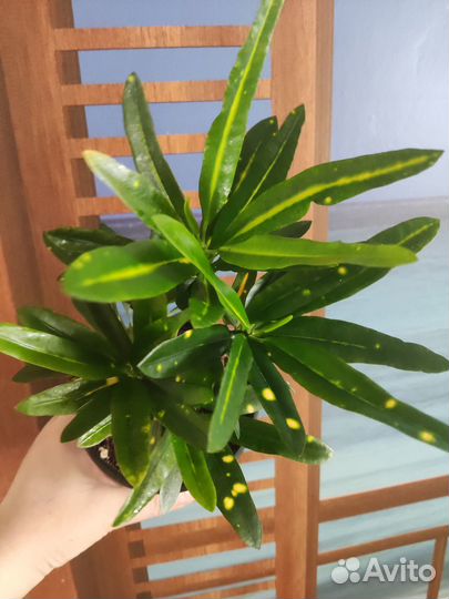 Растения много