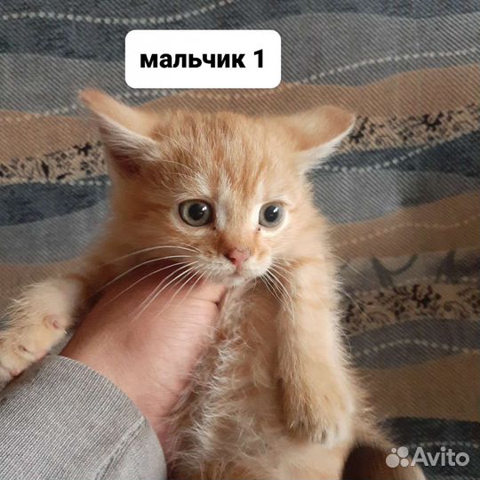 Котята