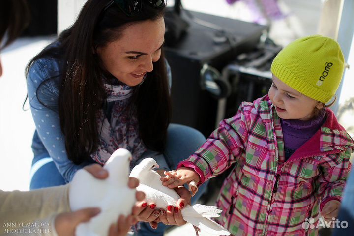 Голуби на свадьбу