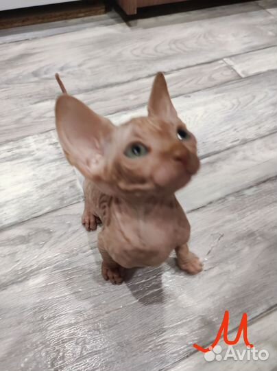 Донские сфинкс котята. Торг