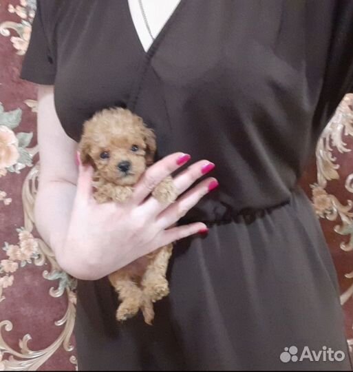 Мальтипу Микро Мини крошки собачки