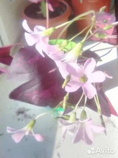 Бегония каланхоэ крассула фиалка