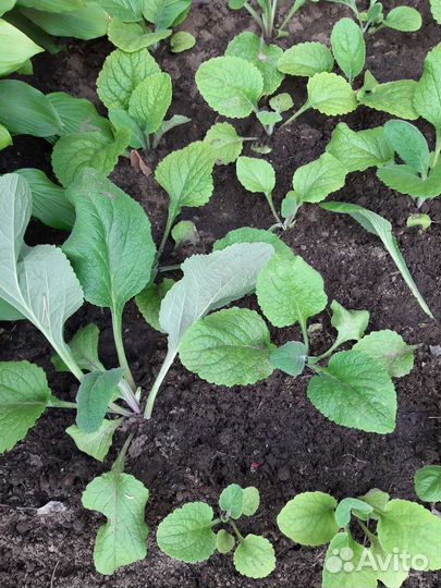 Наперстянка,рассада