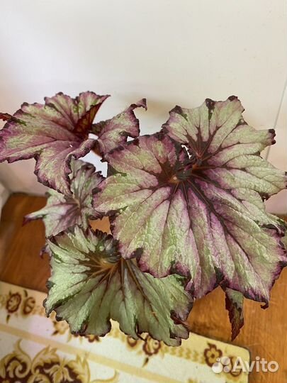 Бегония декоративно лиственная и тростниковая