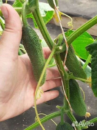 Огурцы свежие с грядки