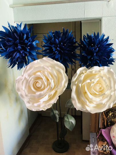 Василек ростовой