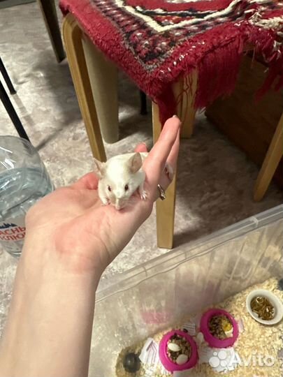 Сатиновые мыши